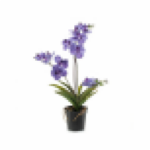 Vanda "Aerial Dance" - Hanging Vanda Surprise