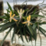 Orchids "Sculpted by Nature" - Mounted Orchid on Wood