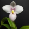 Phragmipedium Alae Anime