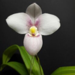 Phragmipedium Alae Anime