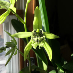 Coelogyne mayeriana