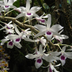 Dendrobium transparens