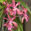 (Vanda denisoniana x Vanda falcata) xVanda curvifolia