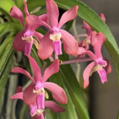(Vanda denisoniana x Vanda falcata) xVanda curvifolia