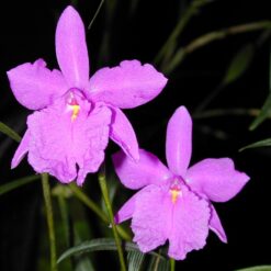 Sobralia