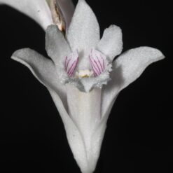 Dendrobium pseudoequitans