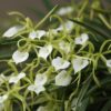 Brassavola Nodosa x Brassavola Little Star