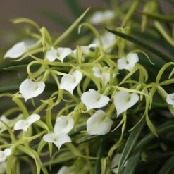 Brassavola Nodosa x Brassavola Little Star