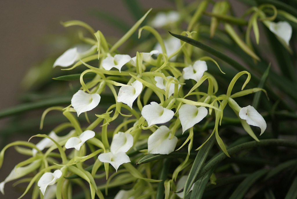 Brassavola Nodosa x Brassavola Little Star