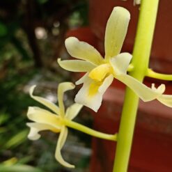 Cymbidium aloifolium var. flava 'Dwarf'