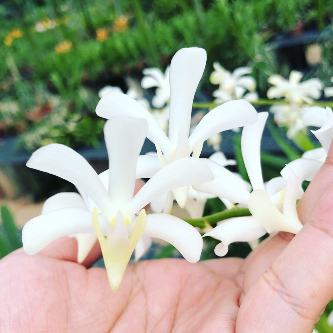 Aeridachnis Bogor cv. Apple Blossoms