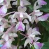 Aerides falcata