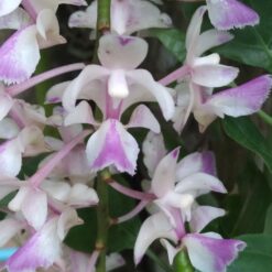 Aerides falcata