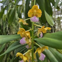 Aerides falcata x Vanda flabellata