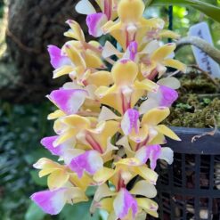 Aerides houlletiana