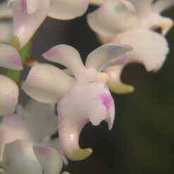 Aerides odorata