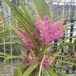 Ascocentrum ampullaceum x Vanda christensoniana