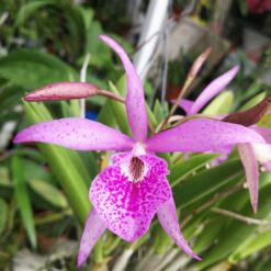 Brassocattleya Maikai cv. Mayumi