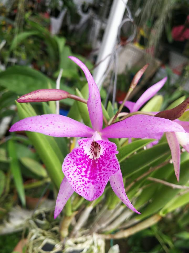 Brassocattleya Maikai cv. Mayumi