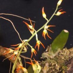 Bulbophyllum flammuliferum