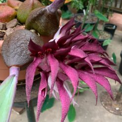 Bulbophyllum fletcherianum