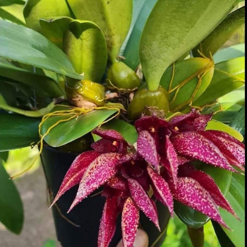 Bulbophyllum frostii x Bulbophyllum phalaenopsis