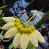 Bulbophyllum lepidum var. flava