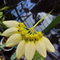 Bulbophyllum lepidum var. flava