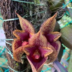 Bulbophyllum macrobulbon
