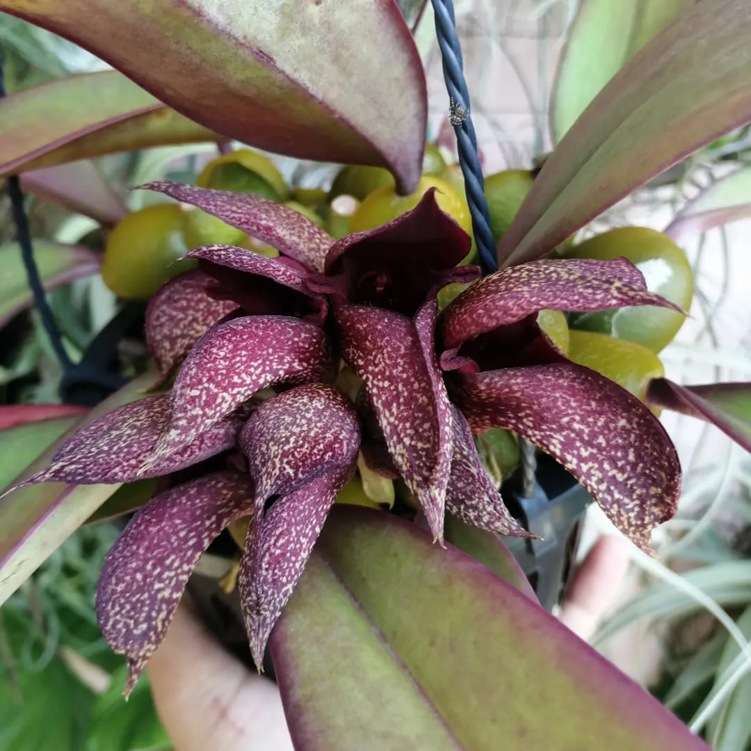 Bulbophyllum phalaenopsis x Bulbophyllum cruentum