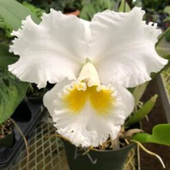 Cattleya Gertrude Hausermann
