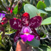 Cattleya Royal Cognac