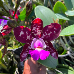 Cattleya Royal Cognac