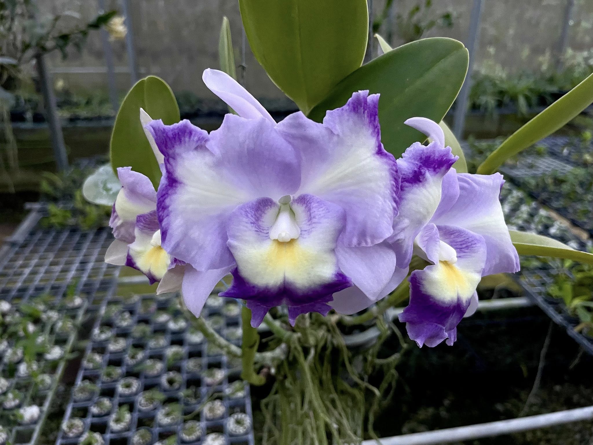 Cattlianthe Fitz Eugene Dixon