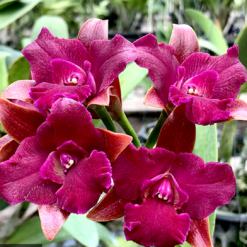Cattlianthe Grate Balls Of Fire