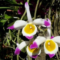 Dendrobium crystallinum