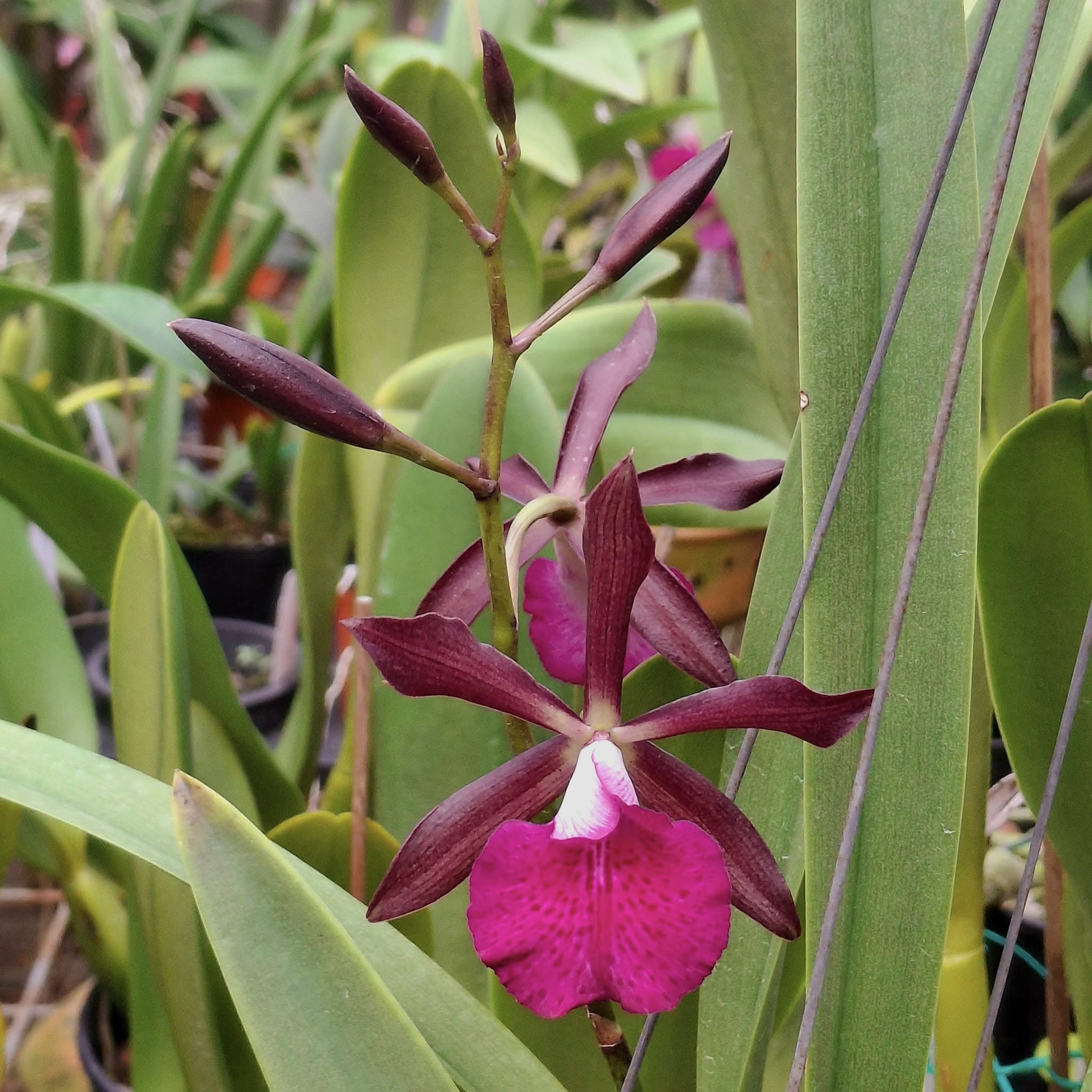Encyvola Jairak Crimson Star