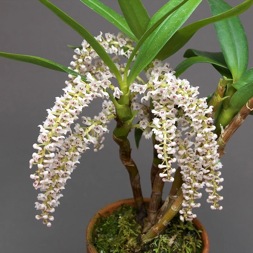Eria floribunda