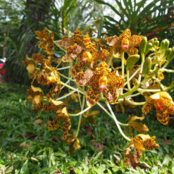 Grammatophyllum speciosum