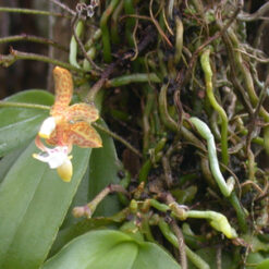 Grosourdya appendiculata