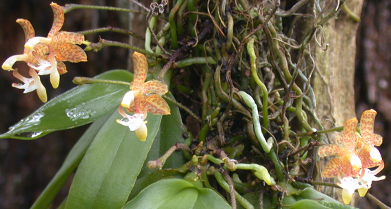 Grosourdya appendiculata