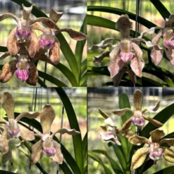 Vanda tessellata var. alba × Vanda pumila