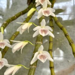 Dendrobium cretaceum