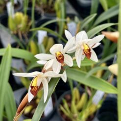 Coelogyne pseudoviscosa