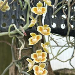 Chiloschista parishii cv ‘suan phueng’