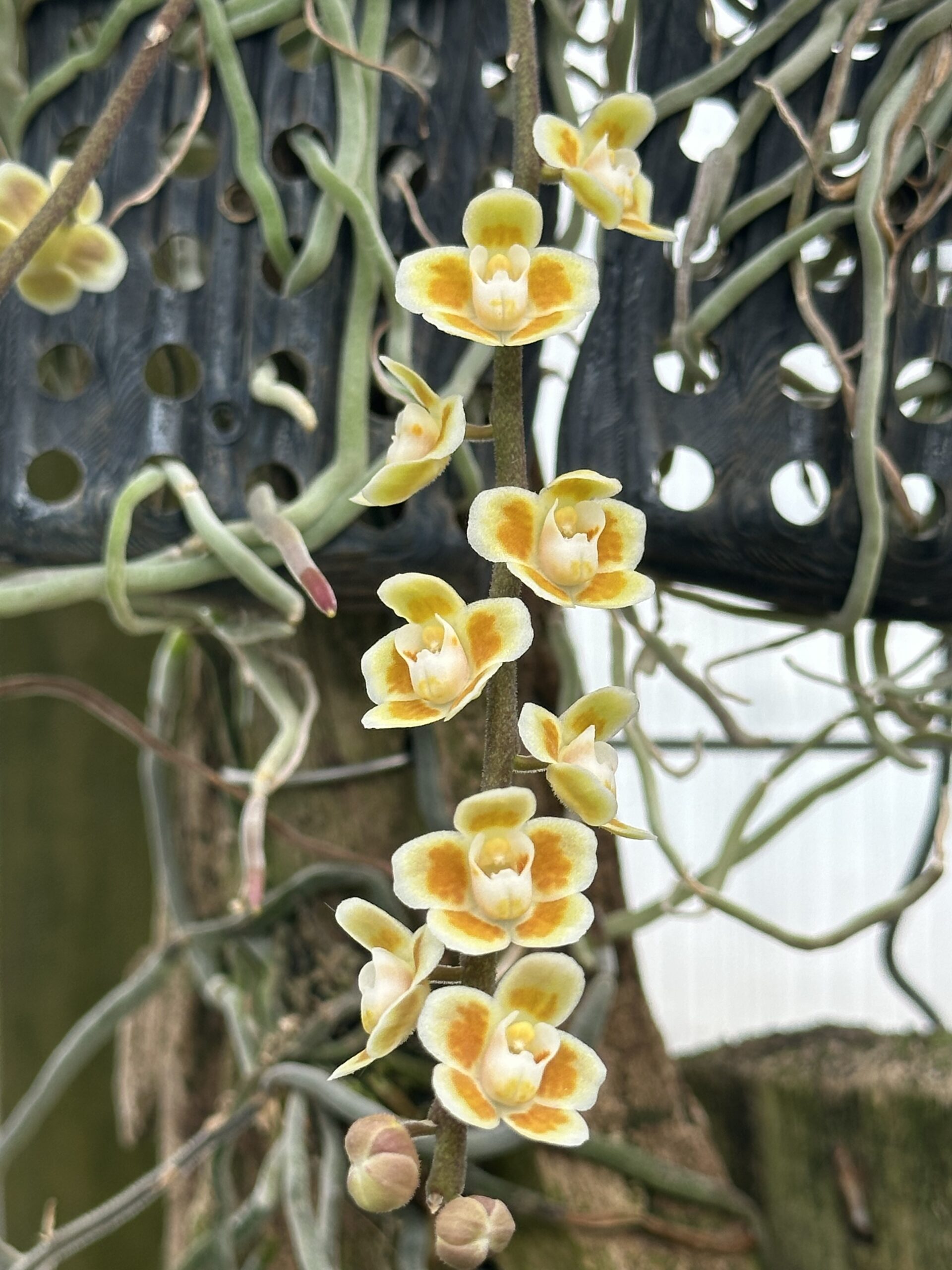 Chiloschista parishii cv ‘suan phueng’