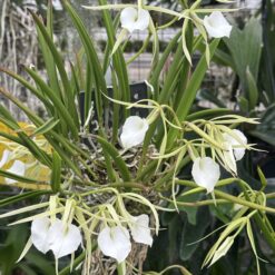 Brassavola Nodosa x Brassavola Little Star