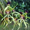 Encyclia cochleata