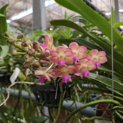 Rhynchostylis gigantea x Perreiraara Bangkok Sunset