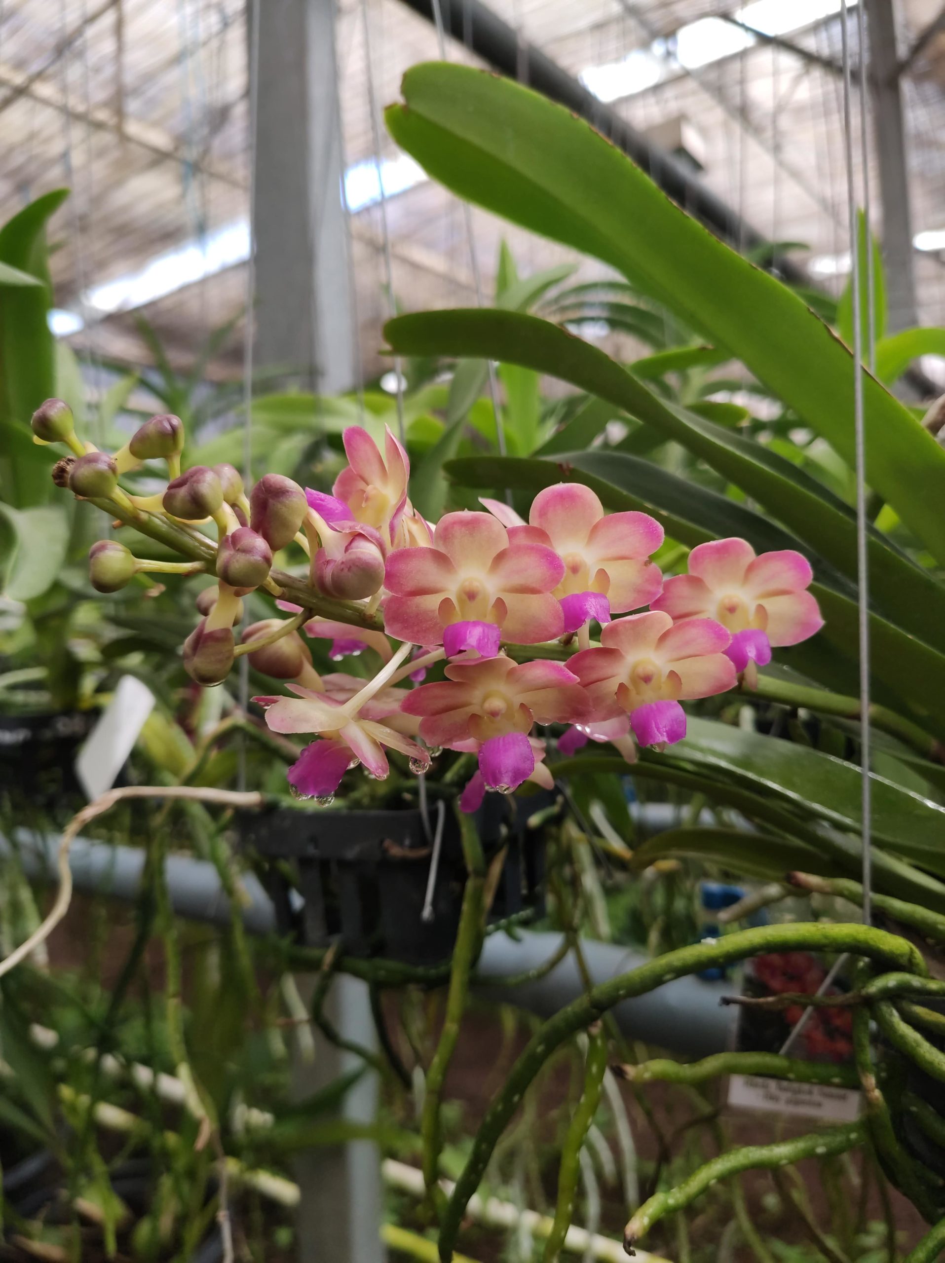 Rhynchostylis gigantea x Perreiraara Bangkok Sunset